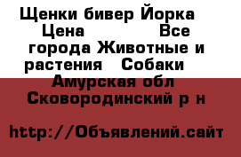 Щенки бивер Йорка  › Цена ­ 30 000 - Все города Животные и растения » Собаки   . Амурская обл.,Сковородинский р-н